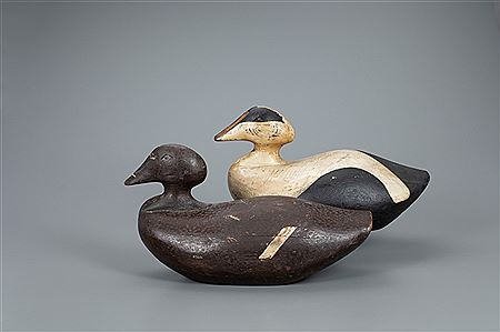 Amos G Wallace : Eider Pair