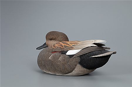 Jett Brunet : Outstanding Gadwall