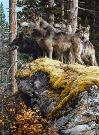 Carl Brenders : Lookout Tower, Timberwolves