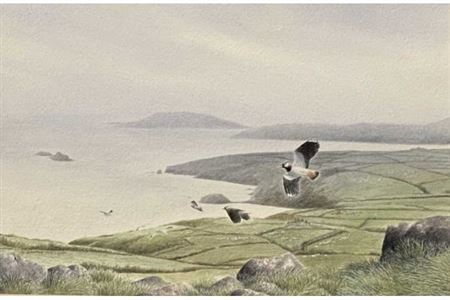 Philip Snow : Lap Wings and Gulls in Flight, Ynys Enlli and Llyn Peninsula to background