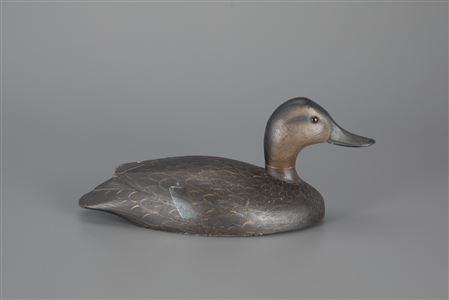 D K Nichol : Black Duck