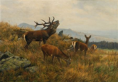 Carl Zimmermann : RED DEER