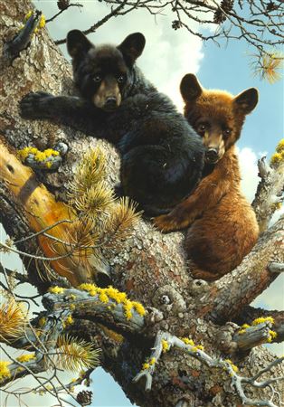 Carl Brenders : High Adventure - Black Bear Cubs, 1987