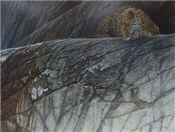 art for sale: Robert Bateman