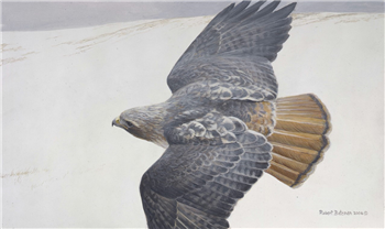 art for sale: Robert Bateman