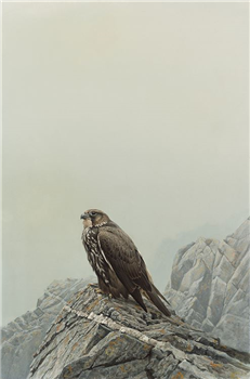 art for sale: Robert Bateman