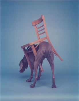 art for sale: William Wegman