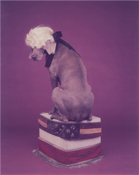 art for sale: William Wegman