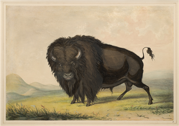 art for sale: George Catlin