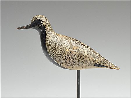 Daniel Demott : Black bellied plover