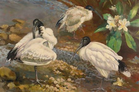 William E Rees : Ibis Preening