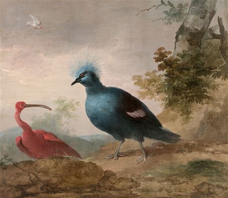 Aert (Aart) Schouman : Pintade de Numidie et caïque à tête noire et Ibis rouge et goura couronné