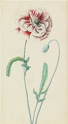 Margaret Meen : Poppy flower and bud