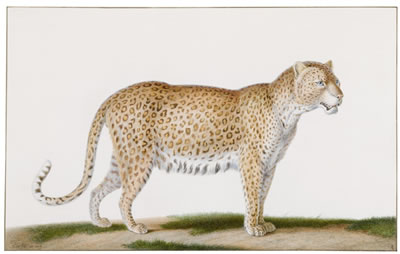 Nicolas Huet the Younger : A Leopard