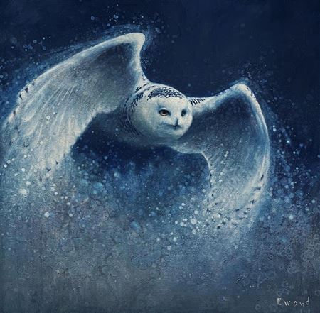 Ewoud de Groot : Snowy Owl