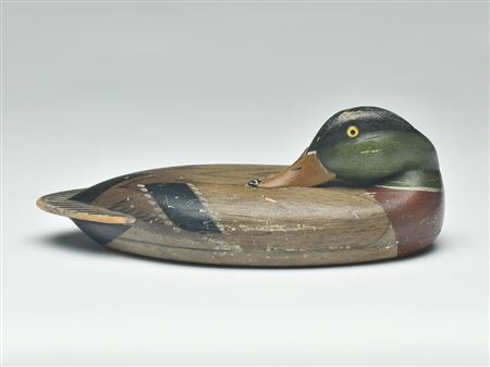 Fred Allen : Rare preening mallard drake