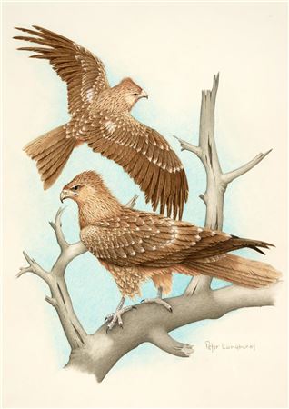 Peter Longhurst : Whistling Kites