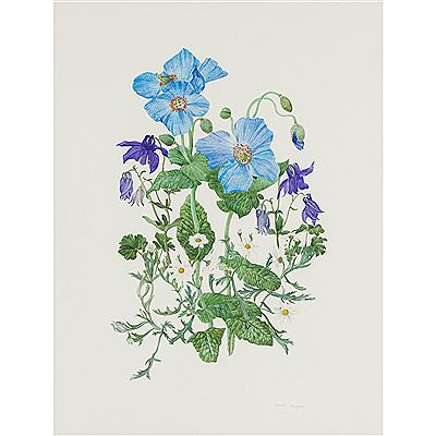 Elspeth Harrigan : ANEMONES, AQUILEGIA AND MICHAELMAS DAISIES