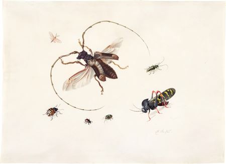 Anton Henstenburgh : Study of seven insects