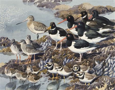 sample from Printed Books, Maps & Original Art, Natural History & The Robert Gillmor Collection