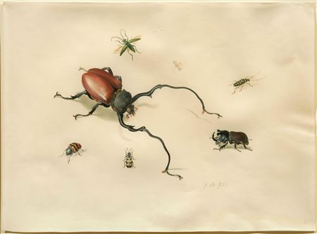 Anton Henstenburgh : Zeven uitheemse Insecten