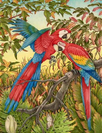 Peter Longhurst : South American Macaws