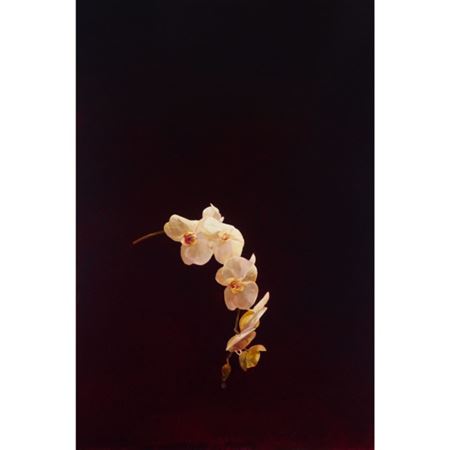 James Lahey : ORCHID, 2004