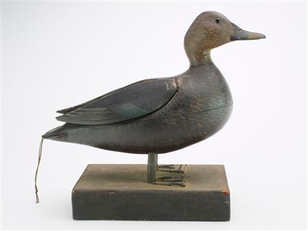 Charles H Hart : Unique and important standing black duck with flapping wings.