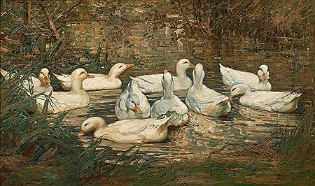 Kershaw Schofield : Ducks on a Still River