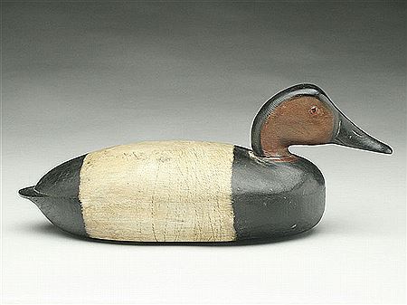 Charles Black : Rare canvasback drake