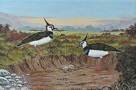 William Huston : LAPWINGS