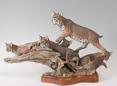 Ralph Berg Jr : Bobcats