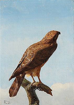 Niels Peter Rasmussen : A common buzzard on the watch