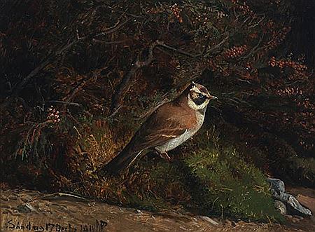 Niels Peter Rasmussen : “Bjerglærke” (horned lark)