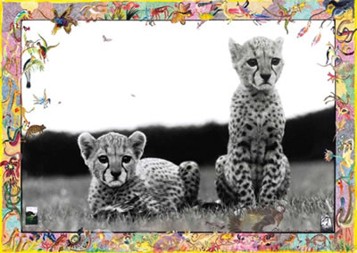 Peter Hill Beard : Orphaned Cheetah Cubs, Mweiga, near Nyeri, Kenta, March 1968