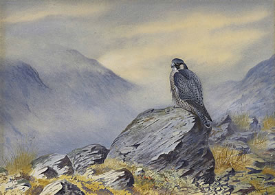 Philip Rickman : A peregrine falcon