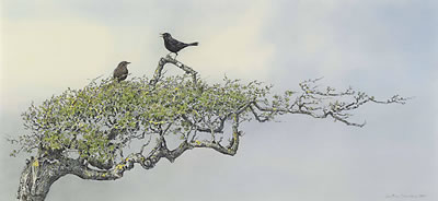 Jonathan Sainsbury : 'Seashaped': Blackbirds singing on hawthorn branch