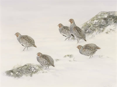 Jonathan Sainsbury : Grey partridge in the snow