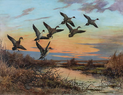 Roland Clark : Break of Day - Pintails