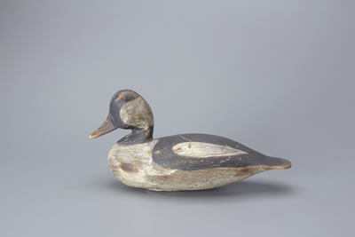 Charles Jester : Bufflehead Drake