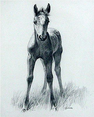 Helle Kowallek : Foal