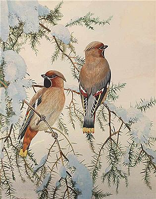 Friedrich Reimann : Waxwings