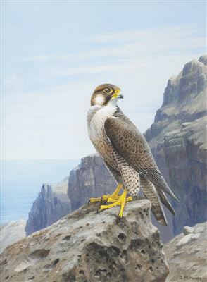 David M Reid-Henry : Verde Islands Peregrine