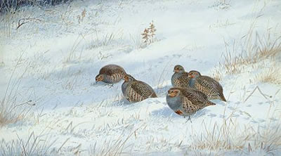 Philip Rickman : Puffed out with the cold, partridges