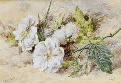 Helen Cordelia Angell : A still life of a dog rose