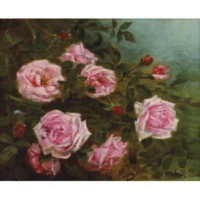 Edith White : Pink Roses