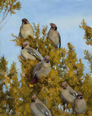 Carol Guzman : Waxwings in Juniper