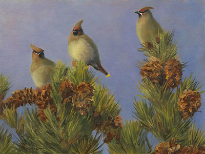 Carol Guzman : Waxwings in Limber Pines