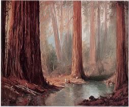 Tilden Daken : Muir Woods, California