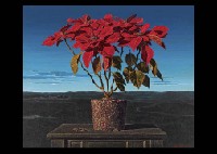 Kozo Izawa : Poinsettia